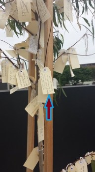 theWishtree
